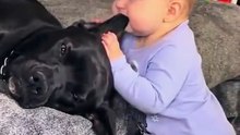 Dogs are the best playmates for babies