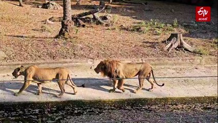 ദിനോസറുകള്‍ ഇപ്പോഴും വാഴുന്നൊരിടം; നൈല്‍ നദിയിലെ പല്ലികളുടെ പ്രജനന കേന്ദ്രം, ഏഷ്യയിലെ ഏറ്റവും മികച്ച ഈയിടം ഇന്ത്യയില്‍