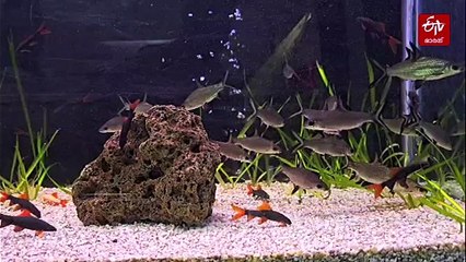 ദിനോസറുകള്‍ ഇപ്പോഴും വാഴുന്നൊരിടം; നൈല്‍ നദിയിലെ പല്ലികളുടെ പ്രജനന കേന്ദ്രം, ഏഷ്യയിലെ ഏറ്റവും മികച്ച ഈയിടം ഇന്ത്യയില്‍