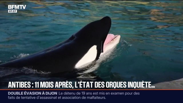 Il faut que ces animaux s'en aillent : onze mois après la fermeture du parc Marineland d'Antibes, la situation des cétacés restants inquiète