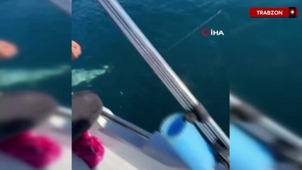 Trabzon kıyılarında köpek balığı hareketliliği arttı