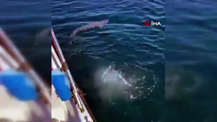 Karadeniz’de köpek balığı sayısındaki artış ürkütüyor