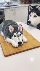The dog looks confused as the cake resembling itself is about to be cut.