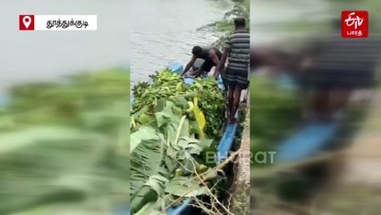 தொடர் மழை எதிரொலி... வெள்ளத்தில் மூழ்கிய 50 ஆயிரம் வாழைகள் - படகில் சென்று அறுவடை செய்த விவசாயிகள்!