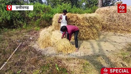 जैविक खेती में पहचान बना रहा दंतेवाड़ा जिला, दाम नहीं मिलने जैसी कई चुनौतियां भी, देखिए रिपोर्ट