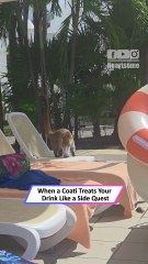 Thirsty Coati Goes Full Chaos Mode Stealing a Drink Like a Pro|| Heartsome 💖