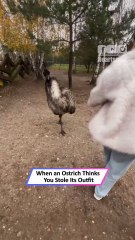 Ostrich Freaks Out After Mistaking a Girl’s Coat for Its Own Feathers|| Heartsome 💖