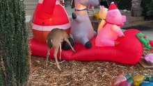 Deer Loses It After Spotting Fake Animals in a Christmas Display|| Heartsome 💖
