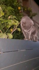 This cat is a patriotic homeless woman, but a fighter. This is my hero cat.