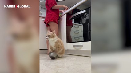 Acıkan kedinin mama için evi birbirine kattığı anlar izlenme rekoru kırdı