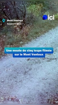 Une meute de cinq loups filmée sur le Mont Ventoux par un photographe animalier