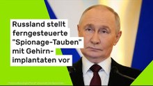 Russland stellt ferngesteuerte "Spionage-Tauben" mit Gehirnimplantaten vor