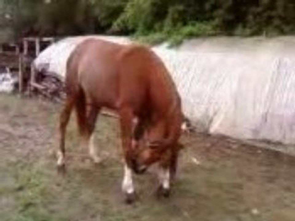 Video005
