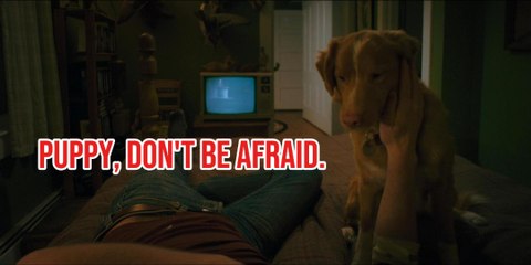 Puppy Don't be afraid.[movies]