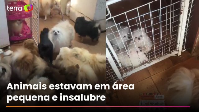 PM resgata mais de 70 cães em situação de maus-tratos na Grande São Paulo; veja momento