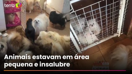 PM resgata mais de 70 cães em situação de maus-tratos na Grande São Paulo; veja momento