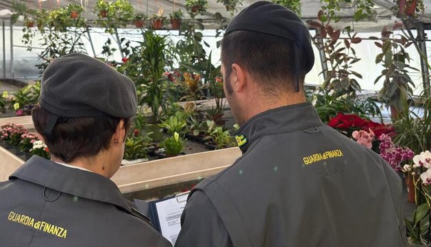 Treviso - Titolare di un vivaio dirotta ricavi su azienda della sorella: scoperta maxi evasione (28.11.25)