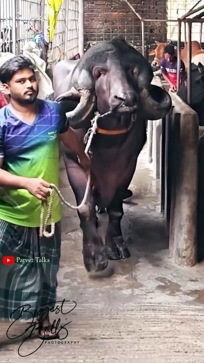 Biggest Buffalo 🙄🙄