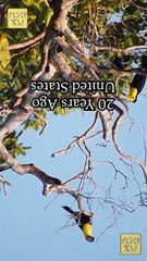 From Lost Heiress to Royal Highness Full Movie