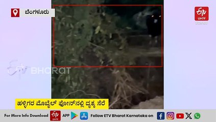 ಆನೇಕಲ್: ಕಾಡು ಕೋಣದ ಆಟಾಟೋಪ, ಜನರಲ್ಲಿ ಆತಂಕ