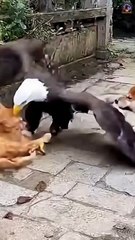Epic Showdown! 🦅 Eagle vs Cat & Dog Duo 🐱🐶 #pawpawtime #animals #pawsn #pets #adorablepets #cute