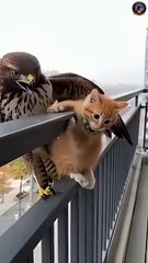 The tiny cute cat fought back with everything it had, and the brave dog rushed in to help! #animals