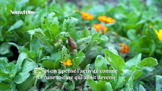 Ils font pousser des légumes sur le toit d'un centre commercial