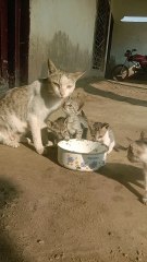 Mother Cat Feeding Her Kittens ❤️🐾 | Beautiful Bond Moment