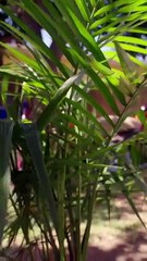 A Fated Encounter EP1-7 | ReelShort