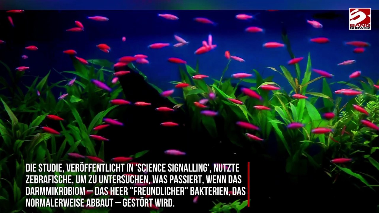 Süßstoff in zuckerfreien Produkten könnte Risiko für Lebererkrankungen erhöhen