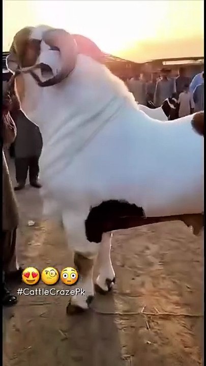 Nice goat