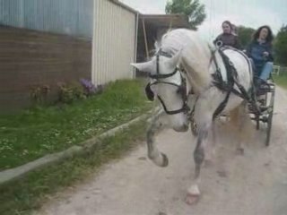 Pas espagnol attelé