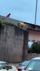 VIDEO: Tres vacas, una fuga fallida y un caos digno de película en Washington