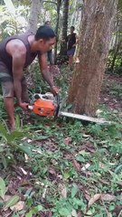 Expert cutter cutting big tree 🌲🌲