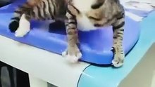 Funny videos ..Cats drama