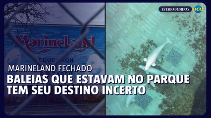 Baleias em cativeiro no Canadá enfrentam ameaça de eutanásia