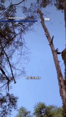 Millones de mariposas monarcas regresan a México junto al enigma de su migración