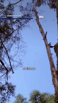 Millones de mariposas monarcas regresan a México junto al enigma de su migración