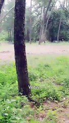 From Fifty to Fearless - Rising to Rule All(DUBBED)  Dramabox