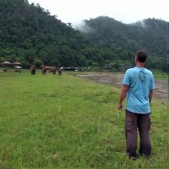 These elephants running to their old caretaker after he calls for them Amazing Moments