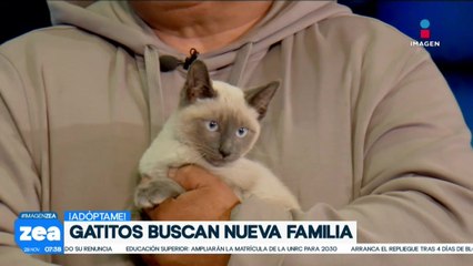 ¡Adopta, no compres! Mielecita y Copito son dos gatitos que están en busca de una familia