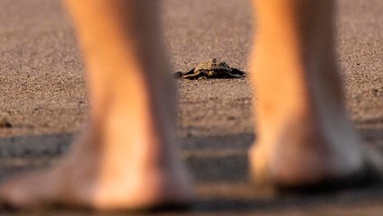 ext-guardavidas-de-jaco-en-el-dia-salvo-personas-en-la-noche-tortugas-281125