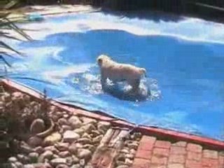 Trop cool la piscine bachée