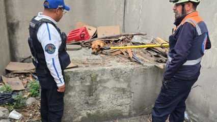 Rescatan a perro que ingresó a vías del Metro CDMX; moviliza a policías y Protección Civil