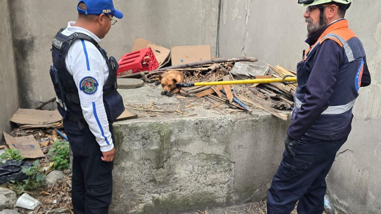 Rescatan a perro que ingresó a vías del Metro CDMX; moviliza a policías y Protección Civil