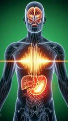 Alcohol’s Hidden Path in the Human Body — Ultra Realistic 3D Anatomy  #facts #health #3danimation #healthy #food