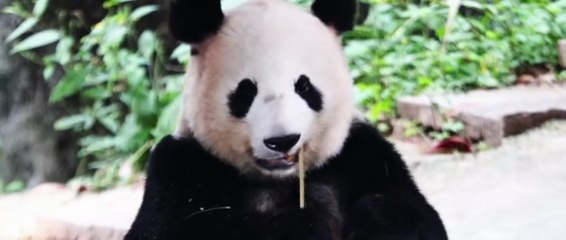 Panda Plan Part 1 Hollywood Hindi Dubbed Movie