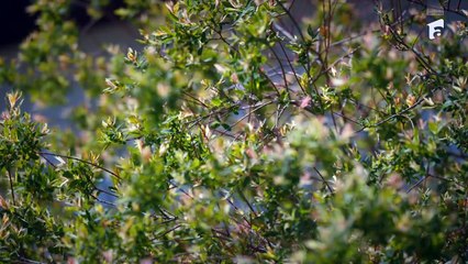 Iubire cu parfum de lavanda sezonul 3 episodul 12 din data de 28 noiembrie 2025