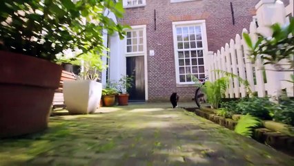 岩合光昭の世界ネコ歩きｍｉｎｉ「ゴロン」「何匹いるかな」