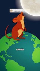 La souris qui hurle à la lune ! #souris #carnivore #animaux #nature #humour